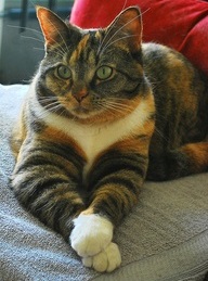 gatto-test-affinit&agrave;-risultato